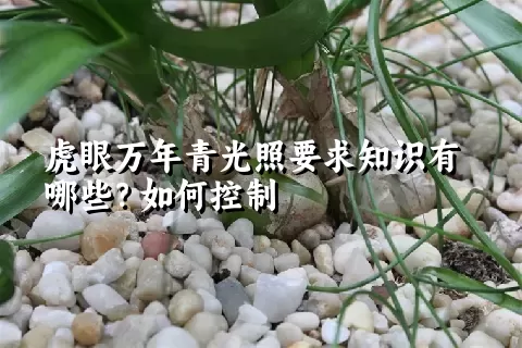 虎眼万年青光照要求知识有哪些？如何控制