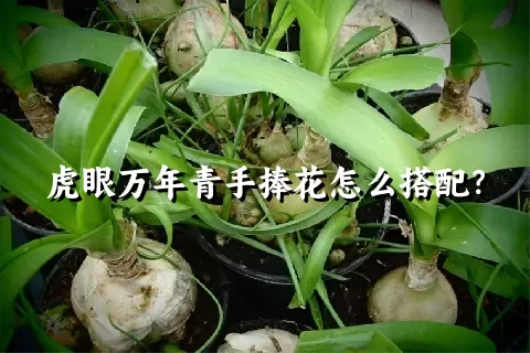 虎眼万年青手捧花怎么搭配？