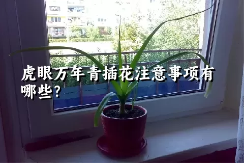 虎眼万年青插花注意事项有哪些？