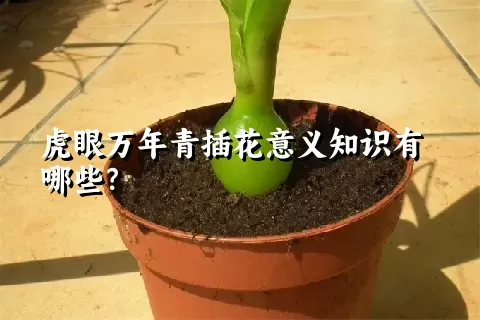 虎眼万年青插花意义知识有哪些？