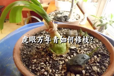 虎眼万年青如何修枝？