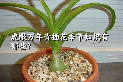 虎眼万年青插花季节知识有哪些？