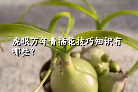 虎眼万年青插花技巧知识有哪些？