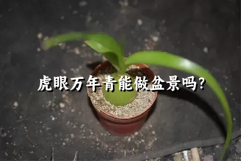 虎眼万年青能做盆景吗？