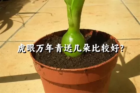 虎眼万年青送几朵比较好？