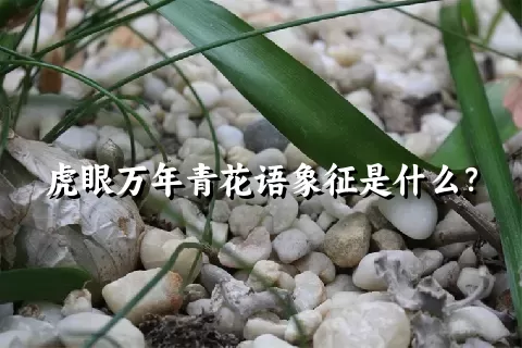 虎眼万年青花语象征是什么？