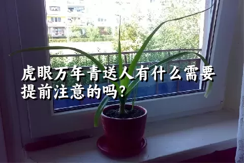 虎眼万年青送人有什么需要提前注意的吗？