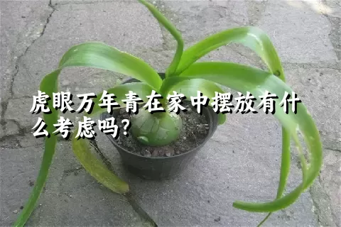 虎眼万年青在家中摆放有什么考虑吗？