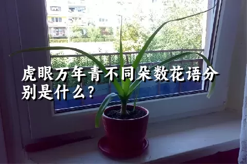 虎眼万年青不同朵数花语分别是什么？