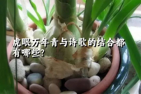 虎眼万年青与诗歌的结合都有哪些？