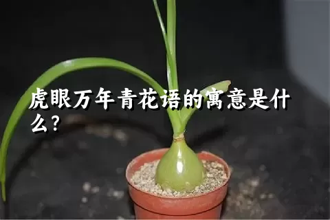 虎眼万年青花语的寓意是什么？