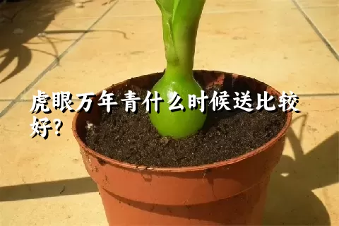 虎眼万年青什么时候送比较好？