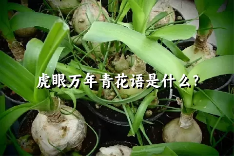 虎眼万年青花语是什么？