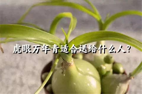 虎眼万年青适合送给什么人？