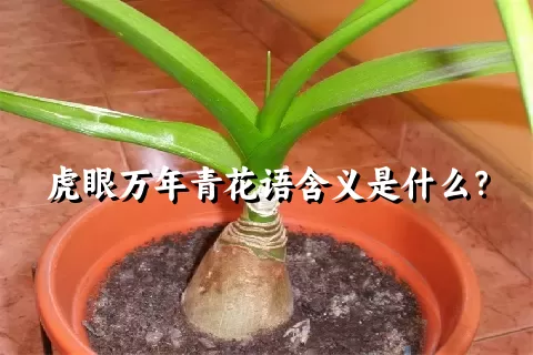 虎眼万年青花语含义是什么？