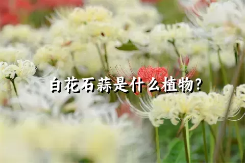 白花石蒜是什么植物？