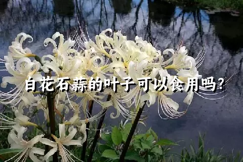 白花石蒜的叶子可以食用吗？