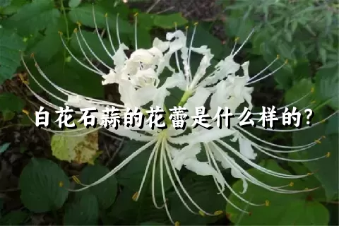 白花石蒜的花蕾是什么样的？