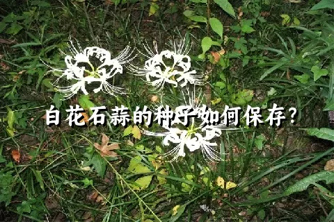 白花石蒜的种子如何保存？