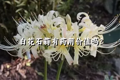 白花石蒜有药用价值吗？