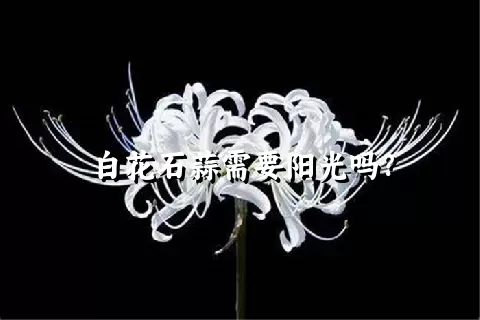 白花石蒜需要阳光吗？