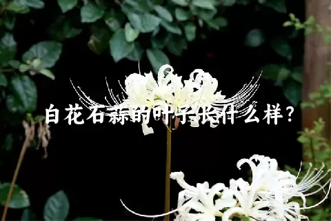 白花石蒜的叶子长什么样？