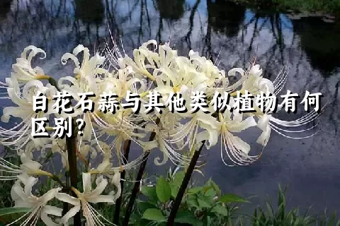 白花石蒜与其他类似植物有何区别？