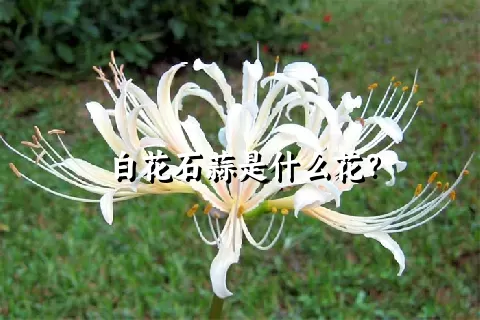 白花石蒜是什么花？