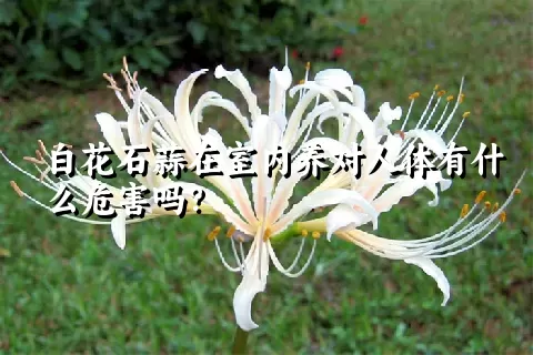 白花石蒜在室内养对人体有什么危害吗？