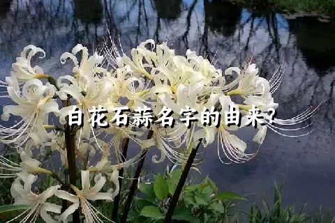 白花石蒜名字的由来？