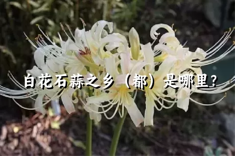 白花石蒜之乡（都）是哪里？