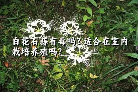 白花石蒜有毒吗？适合在室内栽培养殖吗？