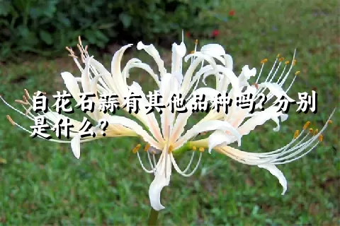 白花石蒜有其他品种吗？分别是什么？