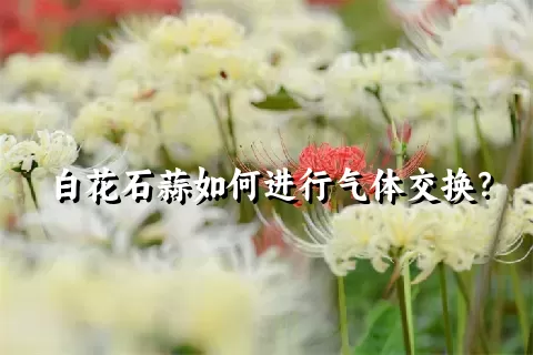 白花石蒜如何进行气体交换？