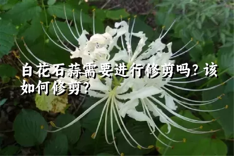 白花石蒜需要进行修剪吗？该如何修剪？