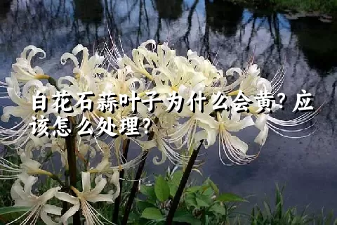 白花石蒜叶子为什么会黄？应该怎么处理？