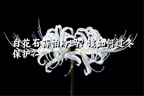 白花石蒜怕冷吗？该如何过冬保护？