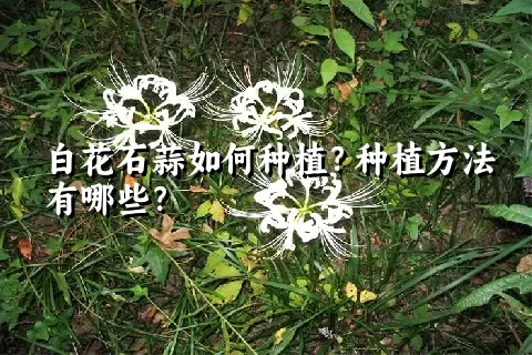 白花石蒜如何种植？种植方法有哪些？