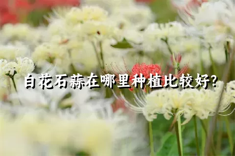 白花石蒜在哪里种植比较好？