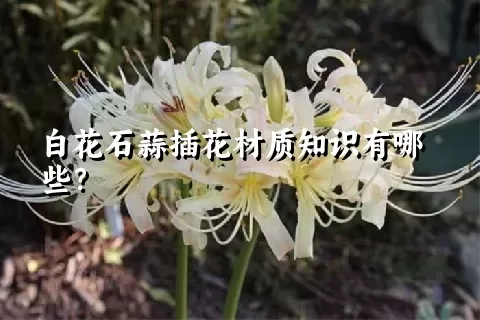 白花石蒜插花材质知识有哪些？