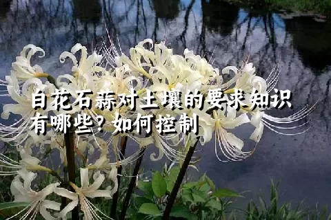 白花石蒜对土壤的要求知识有哪些？如何控制