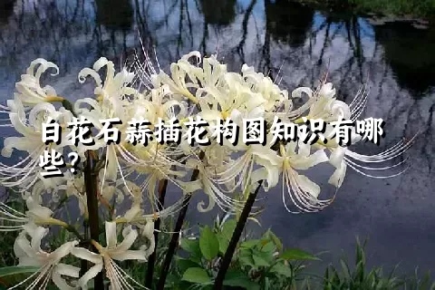 白花石蒜插花构图知识有哪些？