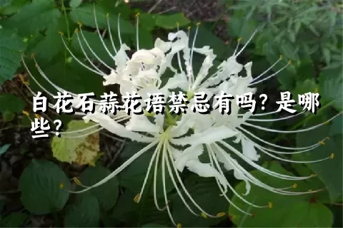 白花石蒜花语禁忌有吗？是哪些？