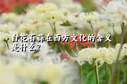 白花石蒜在西方文化的含义是什么？