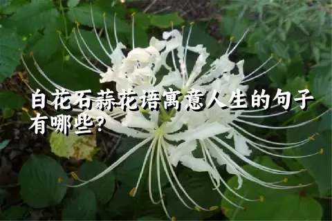 白花石蒜花语寓意人生的句子有哪些？