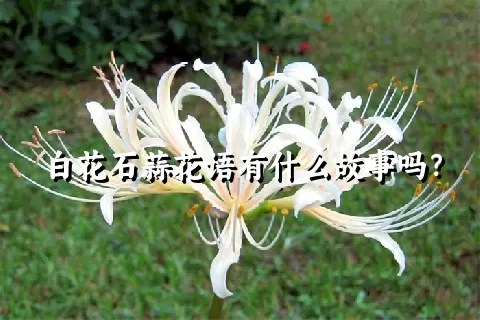 白花石蒜花语有什么故事吗？