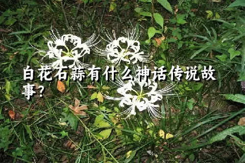 白花石蒜有什么神话传说故事？