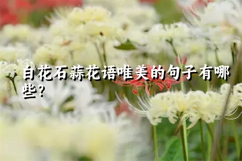 白花石蒜花语唯美的句子有哪些？