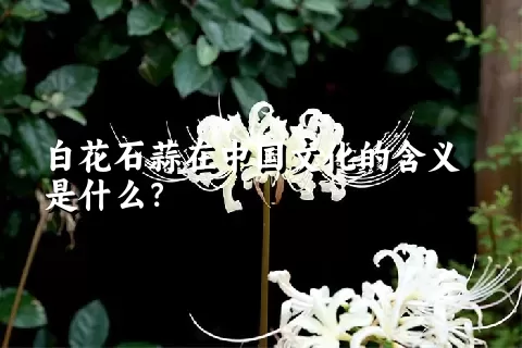 白花石蒜在中国文化的含义是什么？