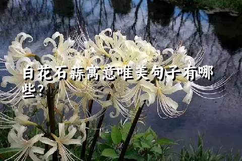 白花石蒜寓意唯美句子有哪些？